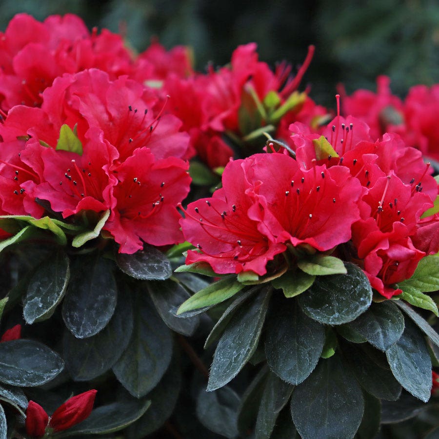 Rhododendron Perfecto Mundo® Red Azalea