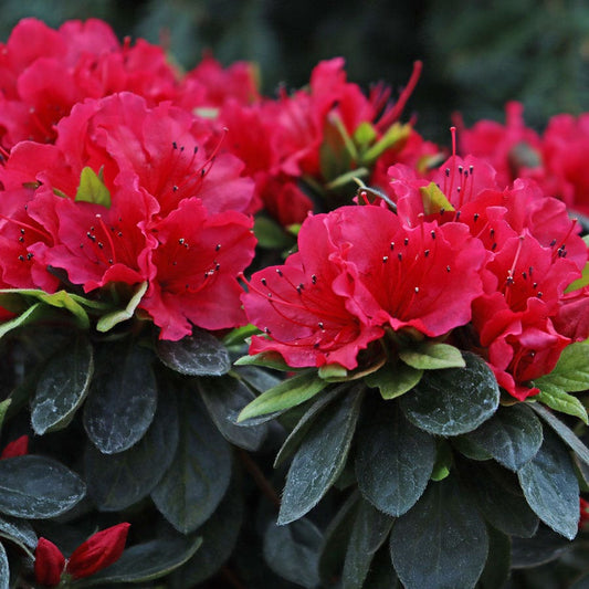 Rhododendron Perfecto Mundo® Red Azalea