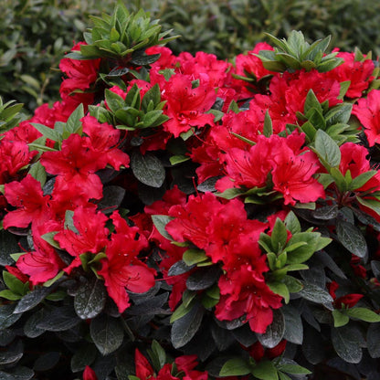 Rhododendron Perfecto Mundo® Red Azalea