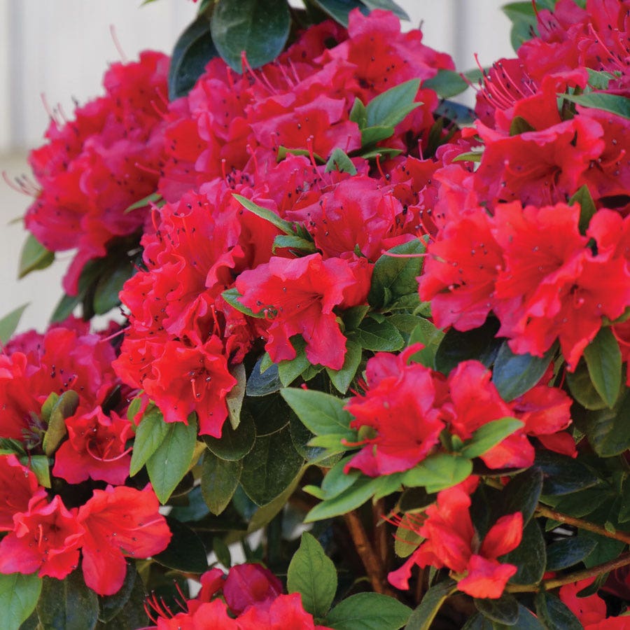 Rhododendron Perfecto Mundo® Red Azalea