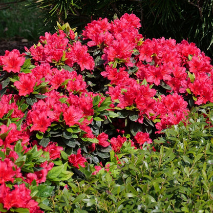 Rhododendron Perfecto Mundo® Red Azalea