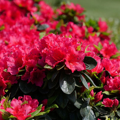 Rhododendron Perfecto Mundo® Red Azalea