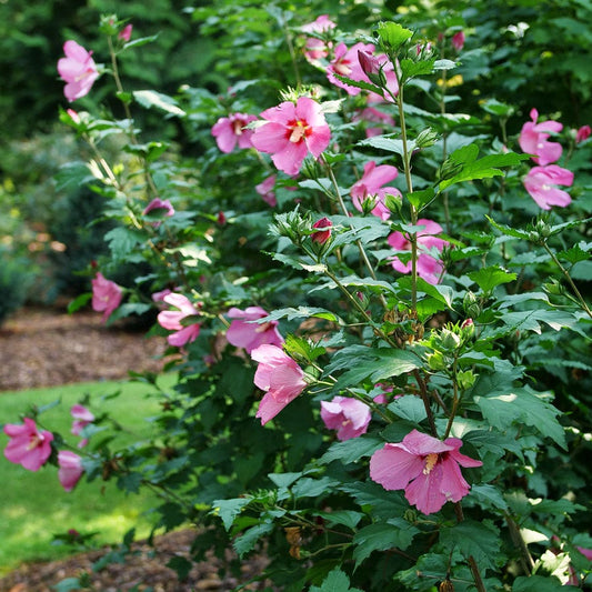 Hibiscus Paraplu Rouge™ Rose of Sharon