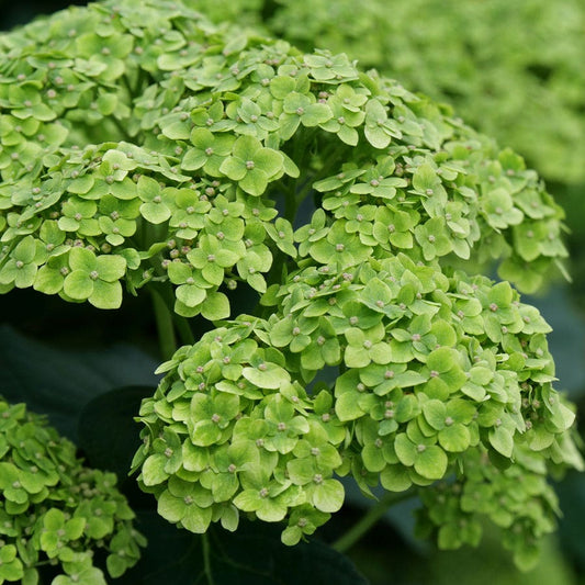 Hydrangea Invincibelle Sublime™