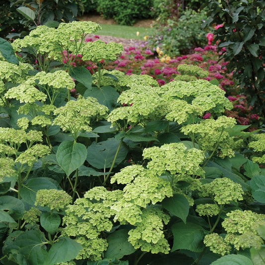 Hydrangea Invincibelle Sublime™