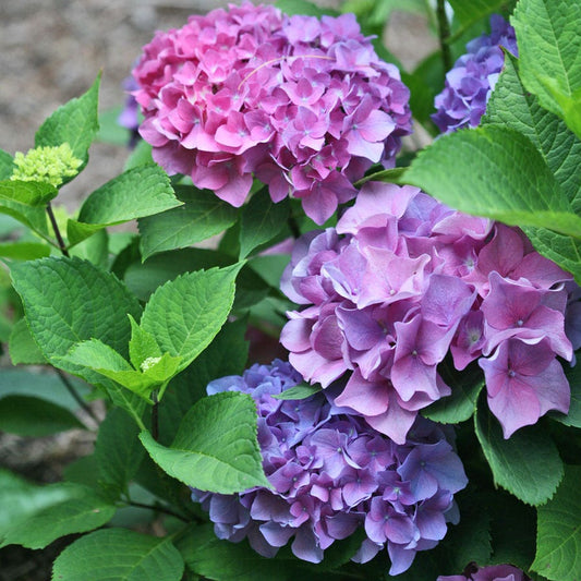 Hydrangea Let's Dance® Blue Jangles® Bigleaf Hydrangea