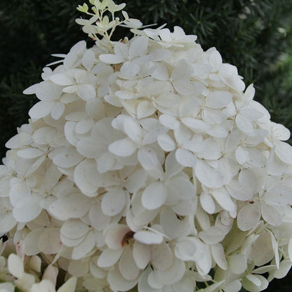 Hydrangea Puffer Fish® Panicle Hydrangea