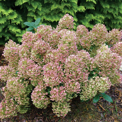 Tiny Quick Fire® Panicle Hydrangea