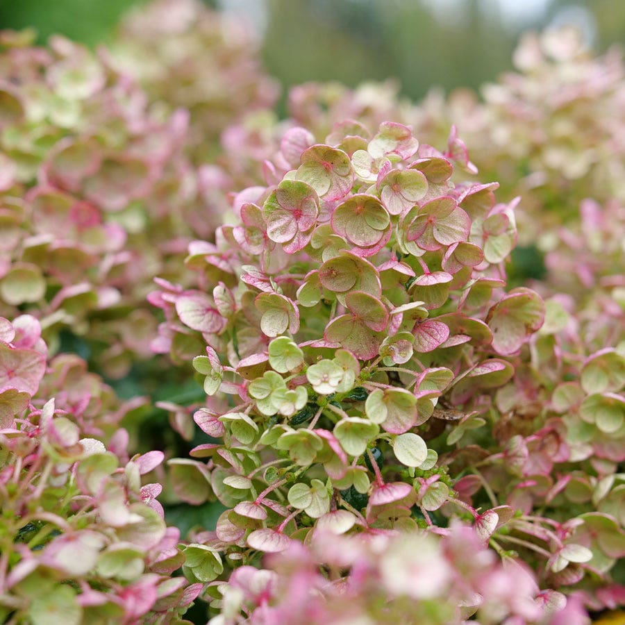 Tiny Quick Fire® Panicle Hydrangea