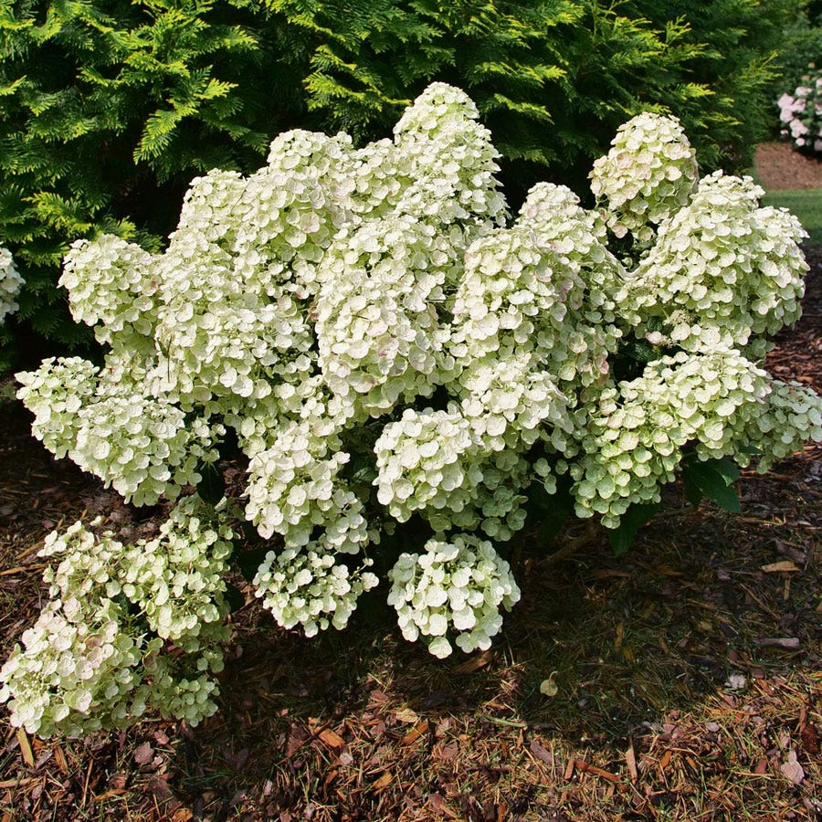 Tiny Quick Fire® Panicle Hydrangea