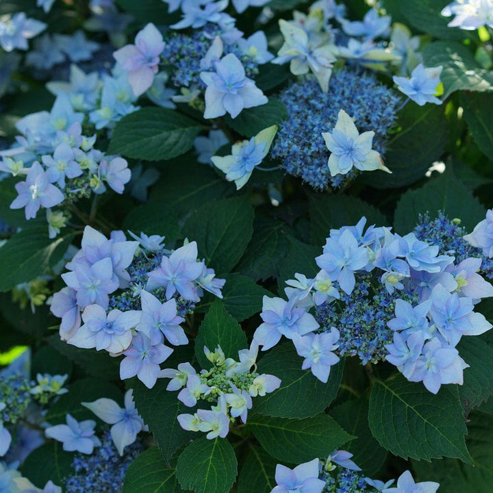 Hydrangea Plants for Sale: Bushes & Shrubs – Wayside Gardens