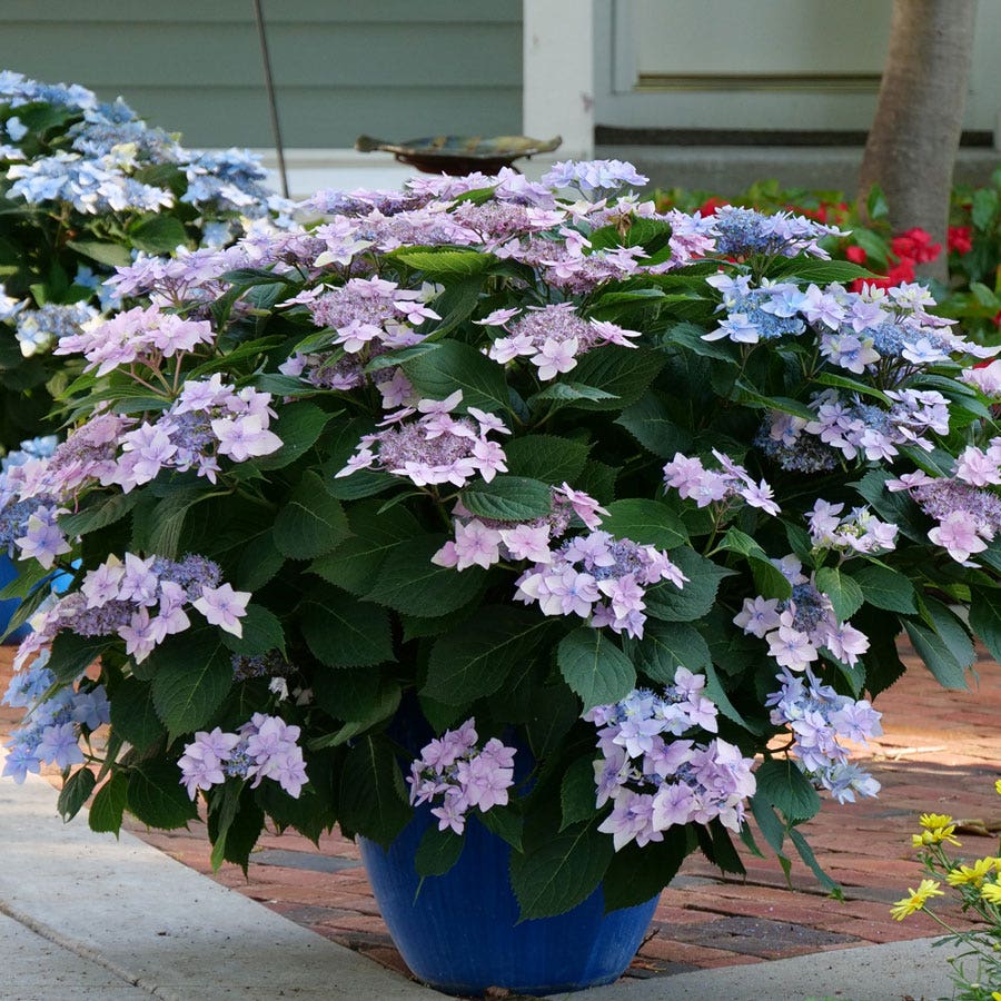 Hydrangea Tuff Stuff Ah-Ha® Mountain Hydrangea – Wayside Gardens