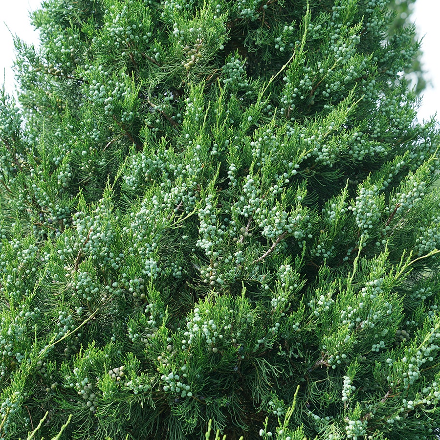 Juniperus Gin Fizz® Juniper