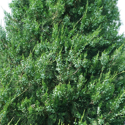 Juniperus Gin Fizz® Juniper