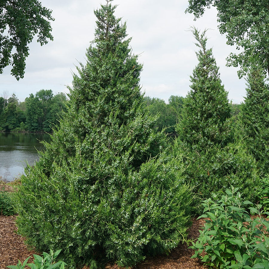 Juniperus Gin Fizz® Juniper