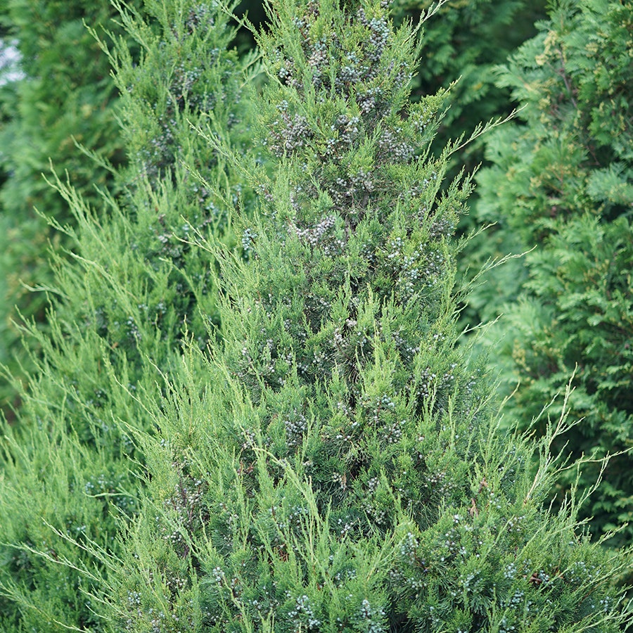Juniperus Gin Fizz® Juniper