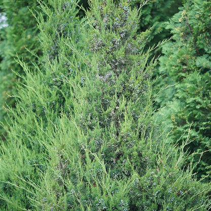 Juniperus Gin Fizz® Juniper