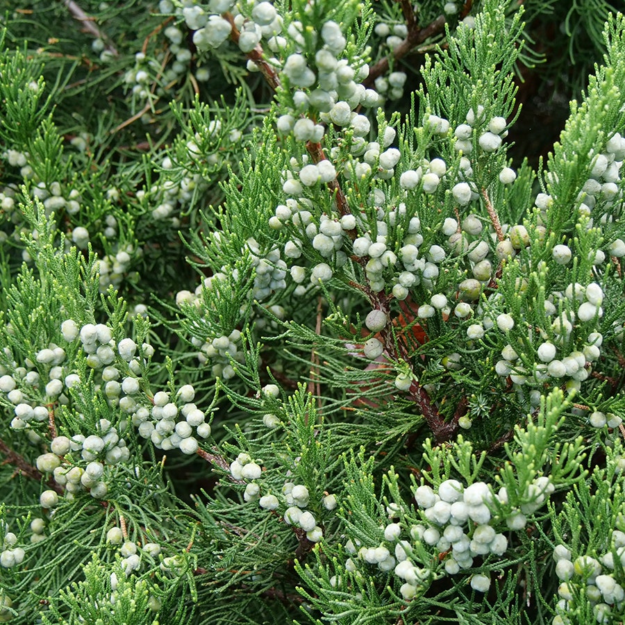 Juniperus Gin Fizz® Juniper