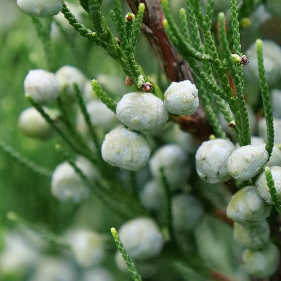 Juniperus Gin Fizz® Juniper