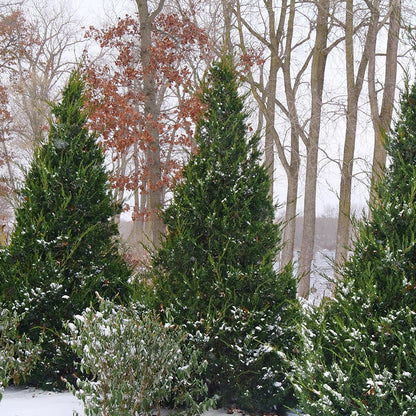 Juniperus Gin Fizz® Juniper