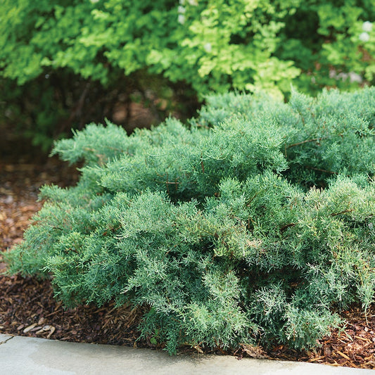 Juniperus Montana Moss® Juniper