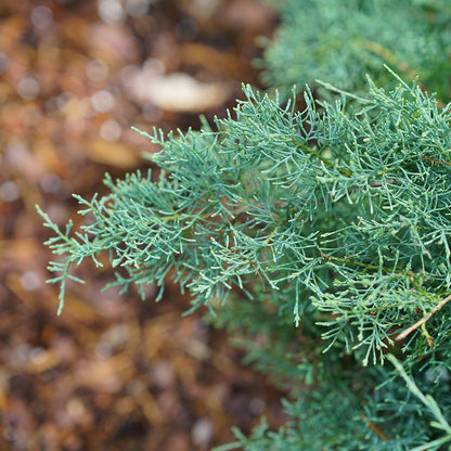 Juniperus Montana Moss® Juniper