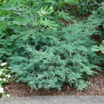 Juniperus Montana Moss® Juniper