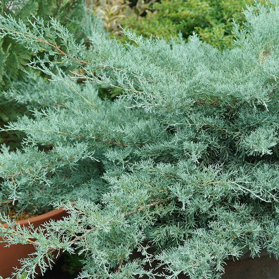 Juniperus Montana Moss® Juniper