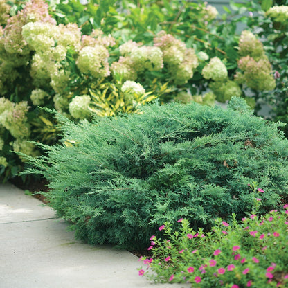 Juniperus Montana Moss® Juniper