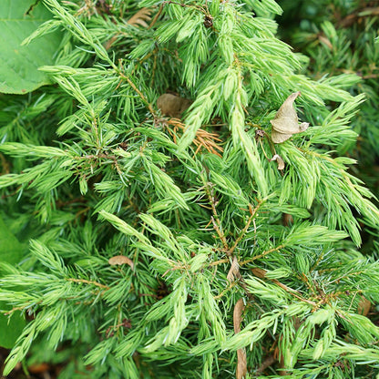 Juniperus Tortuga® Juniper