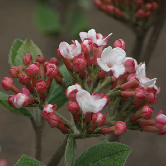 Viburnum Spice Girl® Snowball Bush