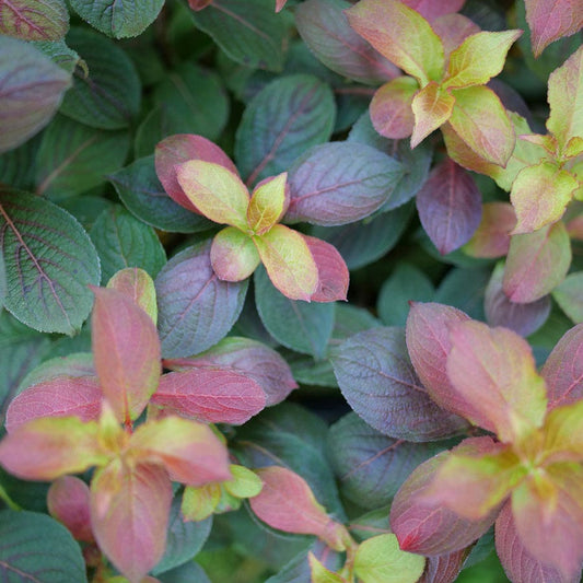 Weigela Midnight Sun™