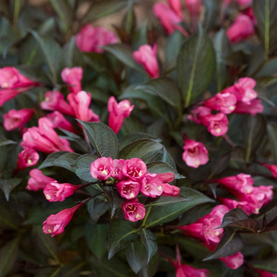 Weigela Midnight Wine Shine®
