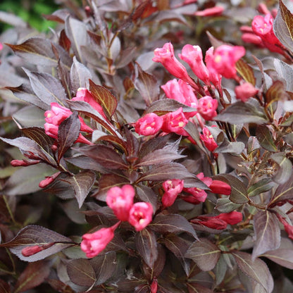 Weigela Midnight Wine Shine®