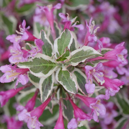 Weigela My Monet Purple Effect®