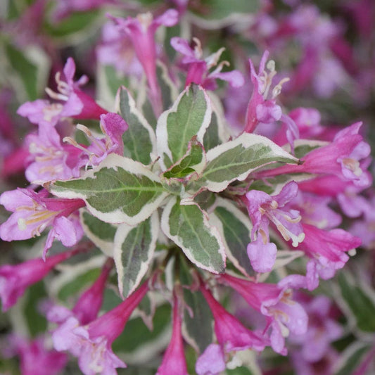 Weigela My Monet Purple Effect®