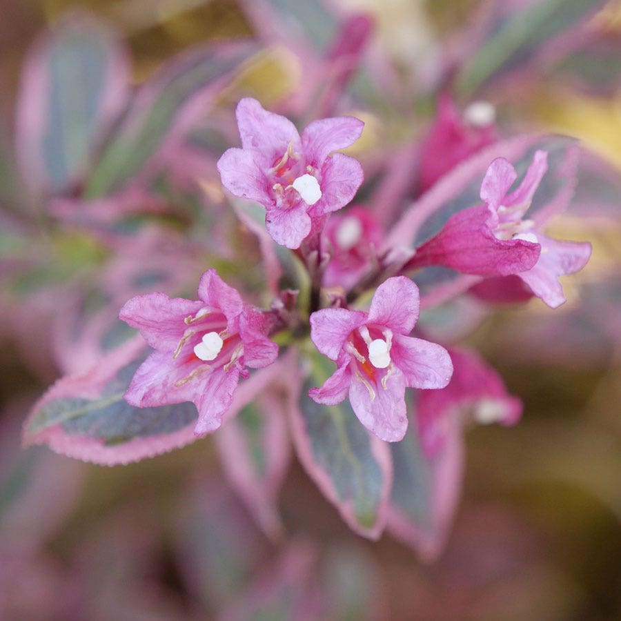 Weigela My Monet Purple Effect®