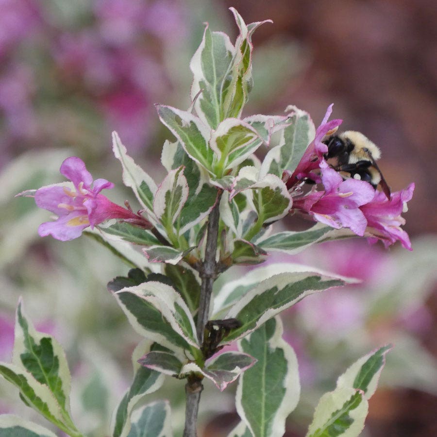 Weigela My Monet Purple Effect®