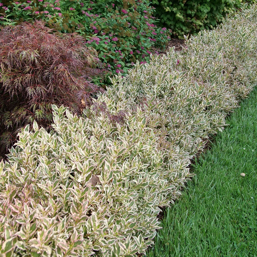 Weigela My Monet Purple Effect®