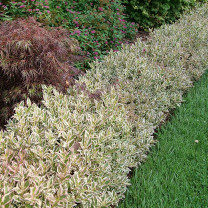 Weigela My Monet Purple Effect®
