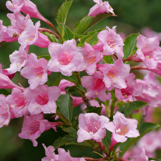 Weigela Sonic Bloom® Pure Pink