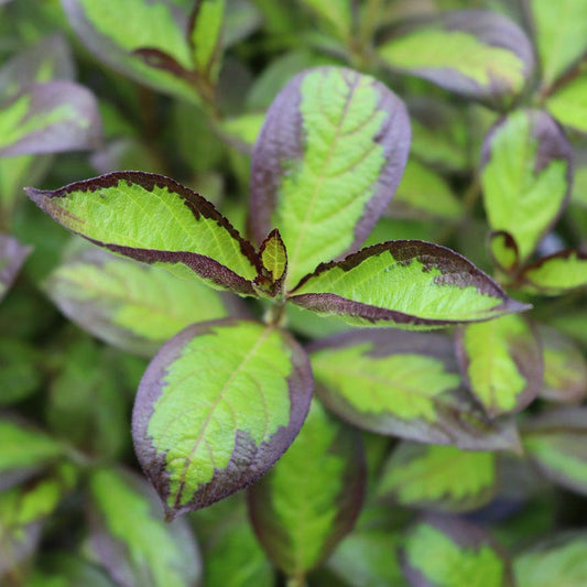 Weigela Vinho Verde™