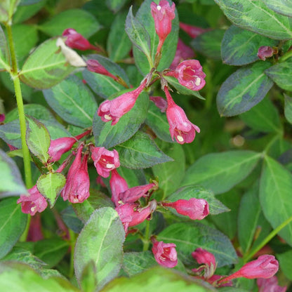 Weigela Vinho Verde™