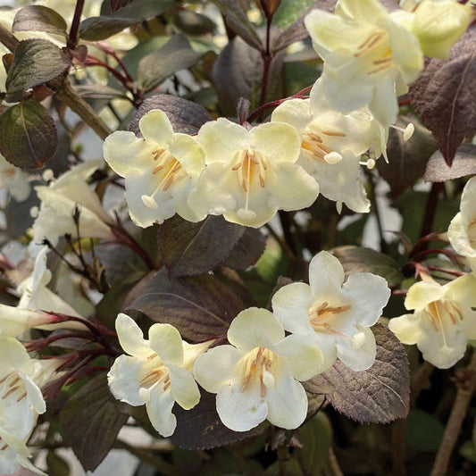 Weigela Wine & Spirits®