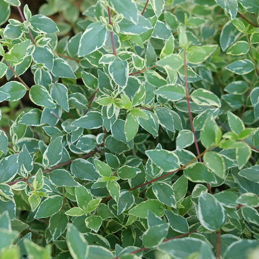 Abelia Mucho Gusto™