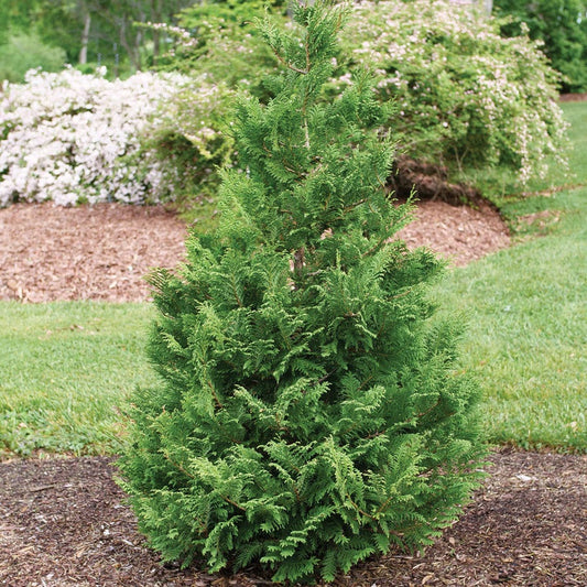 Chamaecyparis Cedar Rapids™ False Cypress