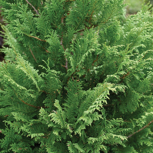 Chamaecyparis Cedar Rapids™ False Cypress