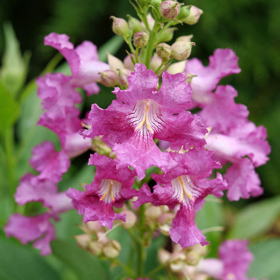 Chitalpa El Niño™ Desert Orchid