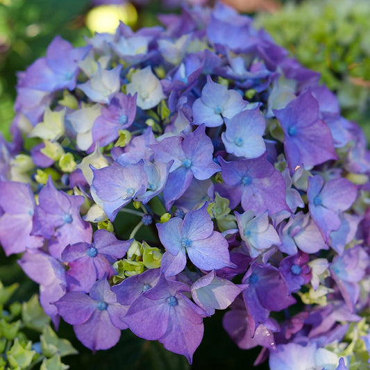 Hydrangea Let's Dance Lovable™ Bigleaf Hydrangea