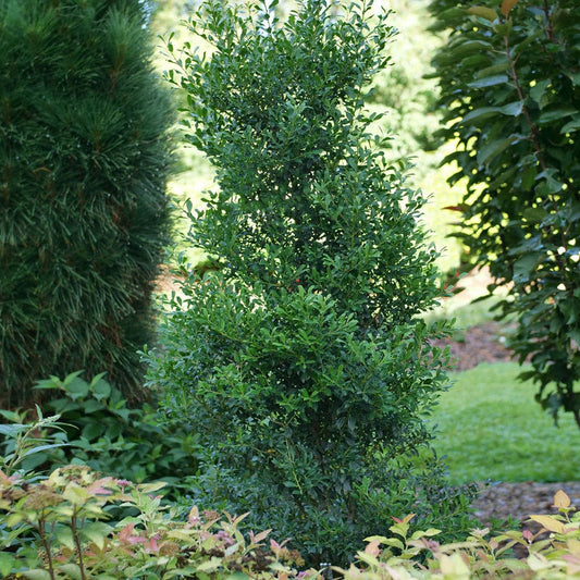 Ilex Squeeze Box™ Inkberry Holly
